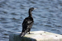 Phalacrocorax sulcirostris