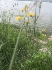 Heterotheca inuloides