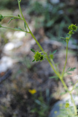 Hymenothrix dissecta