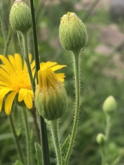 Heterotheca inuloides