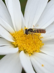 Sphaerophoria sulphuripes