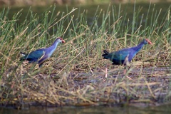 Porphyrio poliocephalus