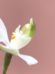 Caladenia catenata
