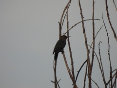 Melanerpes aurifrons