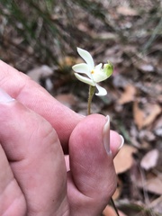 Caladenia catenata