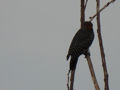 Melanerpes aurifrons