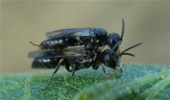 Passaloecus insignis