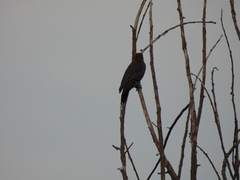 Melanerpes aurifrons