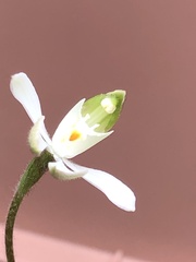 Caladenia catenata