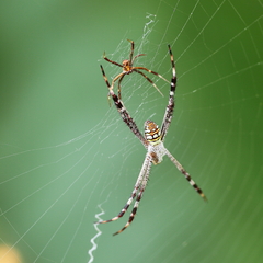Argiope picta