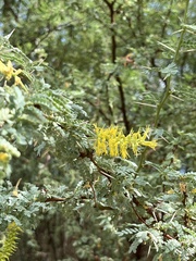 Prosopis palmeri