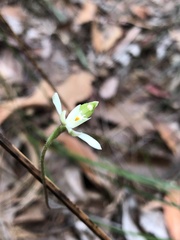 Caladenia catenata