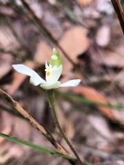 Caladenia catenata