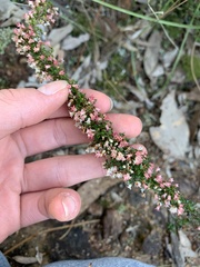 Cryptandra spinescens