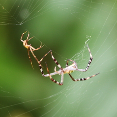 Argiope picta