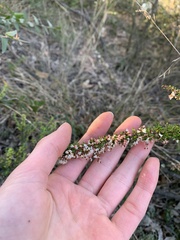 Cryptandra spinescens