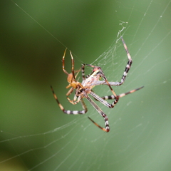 Argiope picta