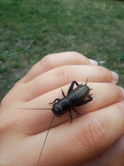 Gryllus campestris