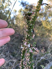 Cryptandra spinescens