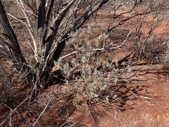 Eremophila