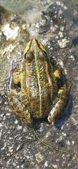 Pelophylax