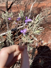 Eremophila
