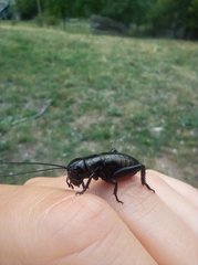 Gryllus campestris
