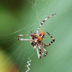 Argiope picta