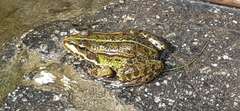 Pelophylax