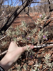 Eremophila