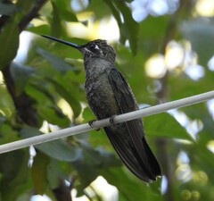Eugenes fulgens