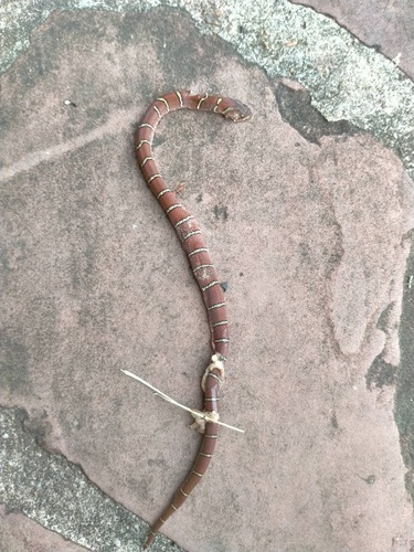 Oligodon teyniei