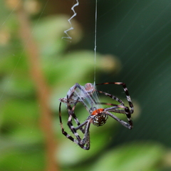 Argiope picta