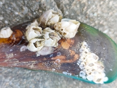 Amphibalanus amphitrite