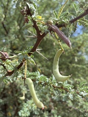 Prosopis palmeri