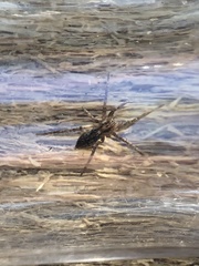 Anyphaena