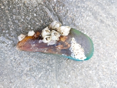 Amphibalanus amphitrite