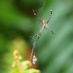 Argiope picta