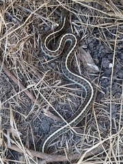 Thamnophis elegans terrestris