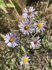 Symphyotrichum chilense