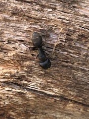 Camponotus modoc