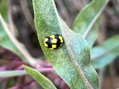 Illeis galbula