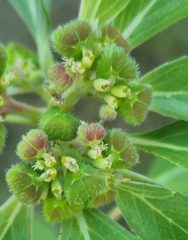 Euphorbia cuphosperma