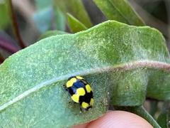 Illeis galbula