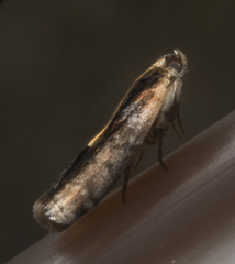 Sciota rubrisparsella