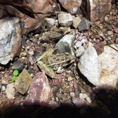 Lithobates forreri