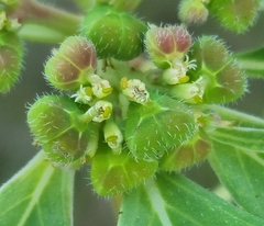 Euphorbia cuphosperma