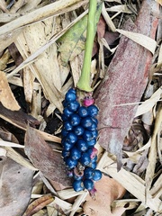 Amorphophallus kiusianus