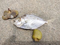 Eubleekeria