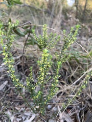 Phyllanthus hirtellus